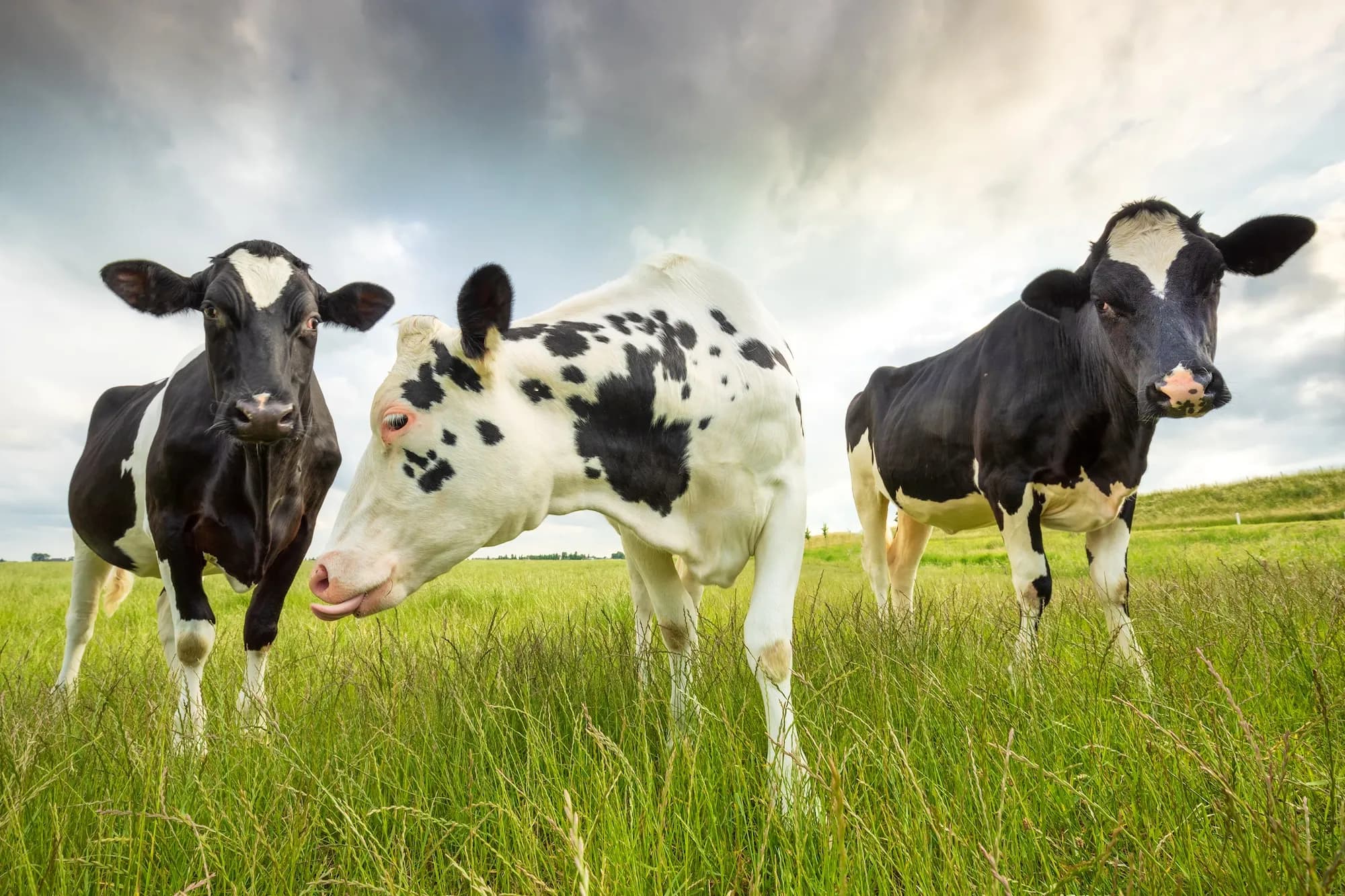 A row of healthy dairy cows grazing in a green pasture under a bright sky