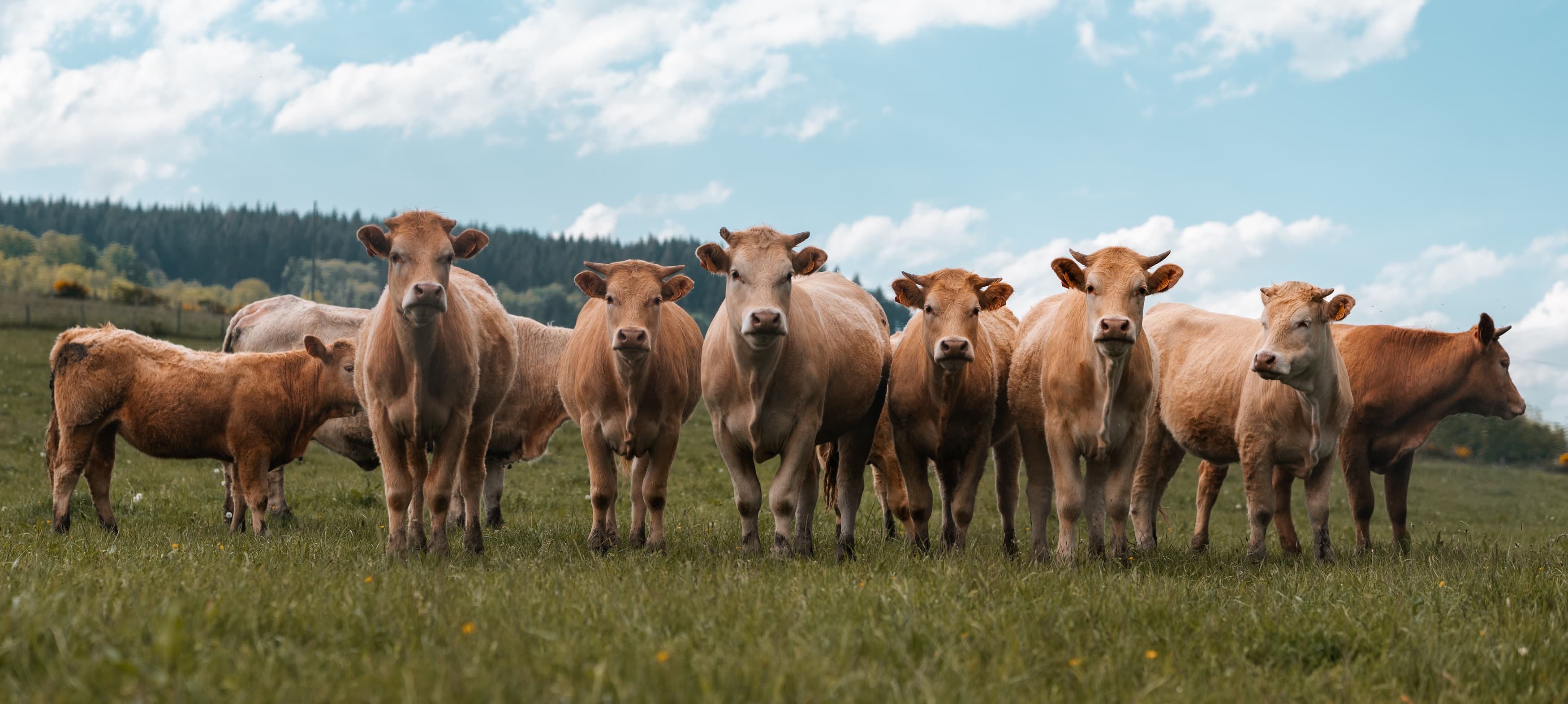 A row of healthy dairy cows grazing in a green pasture under a bright sky